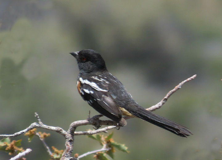 Spotted Towhee